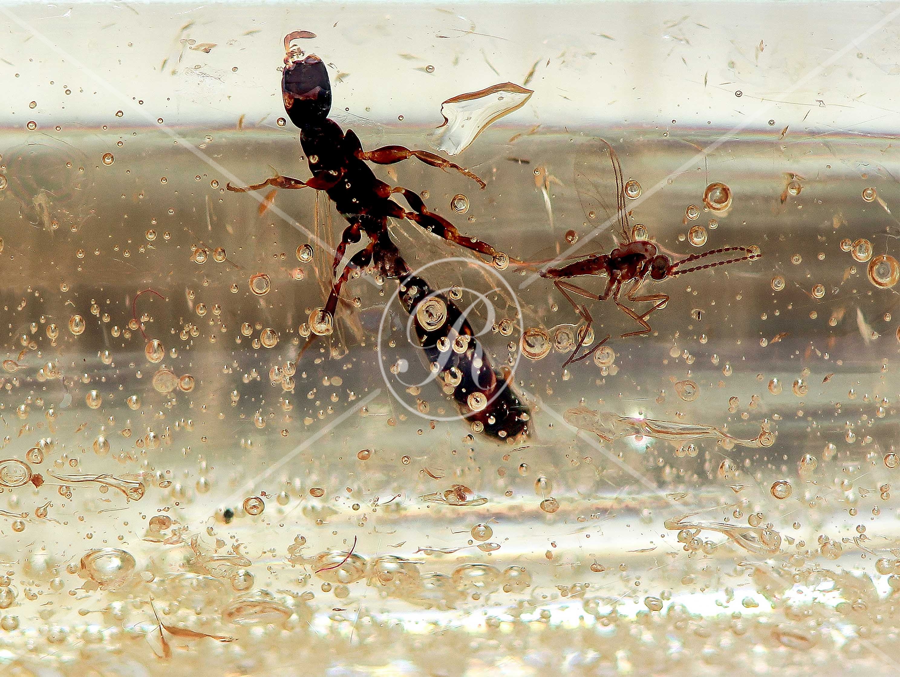 Watermark_210_N137 40 x 30 .jpg